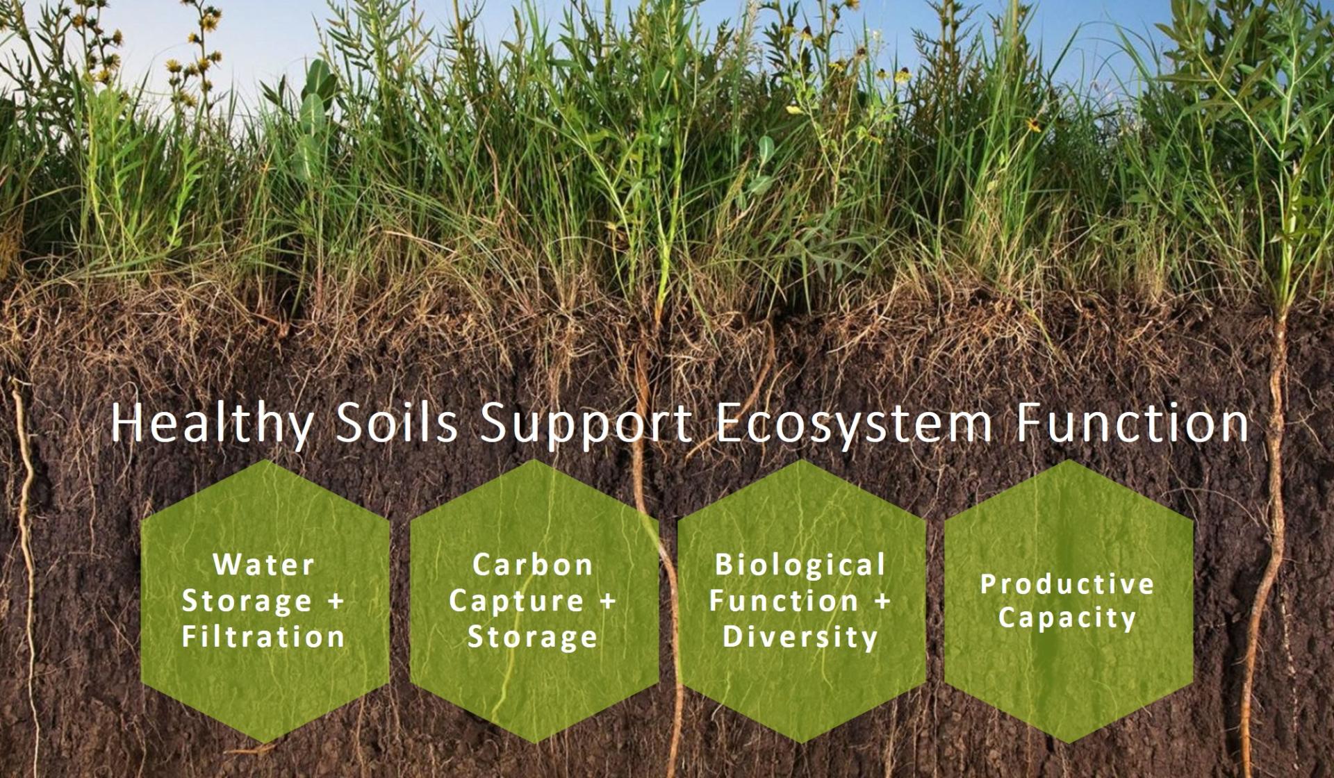 Healthy Soil Support Ecosystem Function